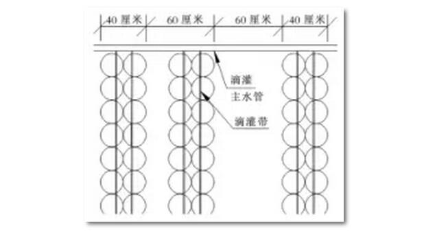 供水系統(tǒng)通過(guò)將水庫(kù)與滴灌相結(jié)合來(lái)實(shí)現(xiàn)